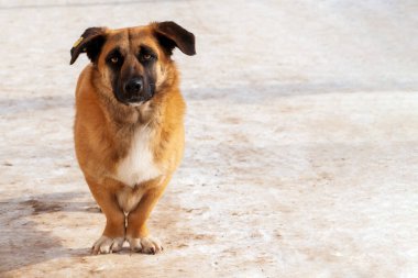Evsiz sevimli köpek, üzgün bir şekilde bize bakıyor. Kısa bacaklı bir sokak köpeği bize sitem ederek bakıyor. Uzayı metin için kopyala. Kavram: Evsiz hayvanlara yardım etmek. Kulağında veteriner aşısı olan evsiz bir köpek..