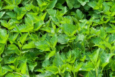 Urtica dioica, ısırgan otu, ısırgan otu. Isırgan otlarının yoğun olduğu yakın plan..