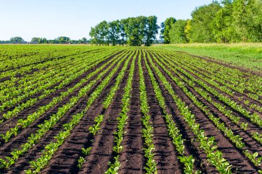 Tarımsal bir alana perspektiften bakan düz sıra şeker pancarları. Şeker pancarı ekimi.