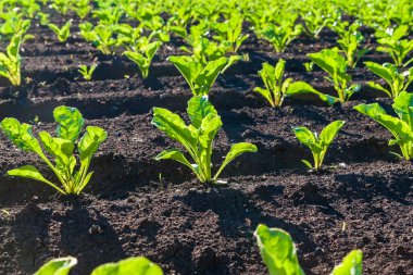 Güneş tarafından aydınlatılan genç şeker pancarı filizleri. Şeker pancarı ekimi. Şeker üretimi.