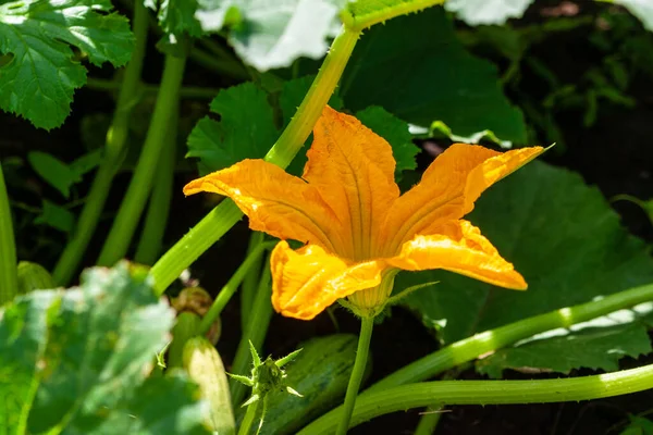 Bright Yellow Zucchini Flower Background Green Leaves — Stock Photo, Image