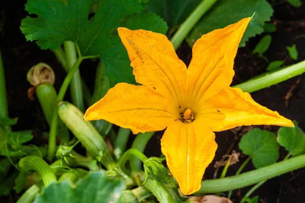 Bright Yellow Zucchini Flower Background Green Leaves Young Fruits — Stock Photo, Image