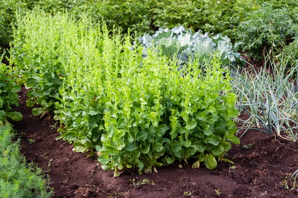 Overripe Lettuce Bushes Vegetable Garden Growth Lettuce Vegetable Garden — Stock Photo, Image