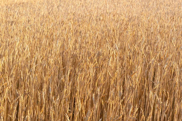 Rijpe Oren Van Gerst Graanveld Als Agrarische Achtergrond — Stockfoto