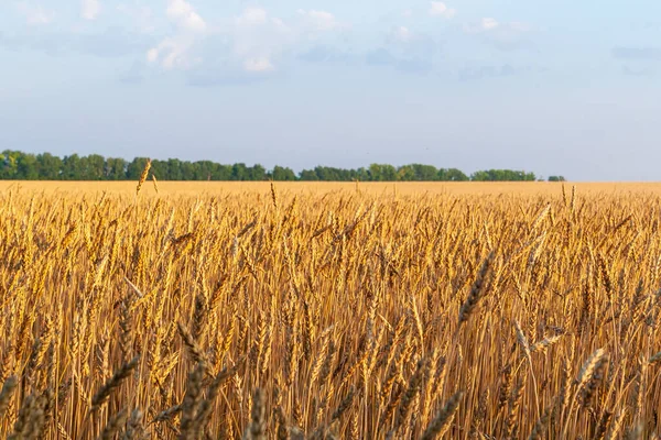 Güneşli bir günde tahıl tarlası. Uzakta ormanı olan büyük bir tahıl tarlası..