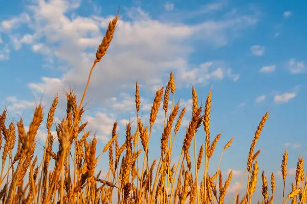 Gerstenohren Gegen Den Blauen Himmel Und Die Wolken Nahaufnahme — Stockfoto