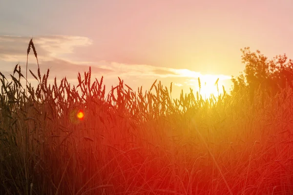 Πεδίο Σιτηρών Στις Ακτίνες Του Ηλιοβασιλέματος Δραματική Γεωργική Σκηνή — Φωτογραφία Αρχείου