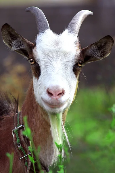Рік портрета кози — стокове фото