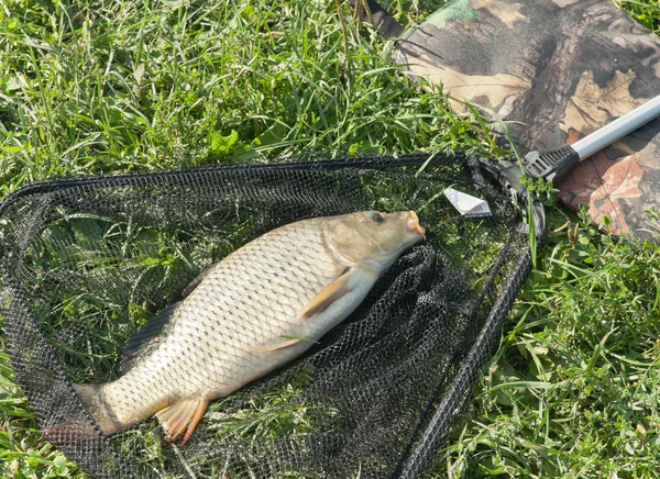 açılış net üzerinde çim sazan