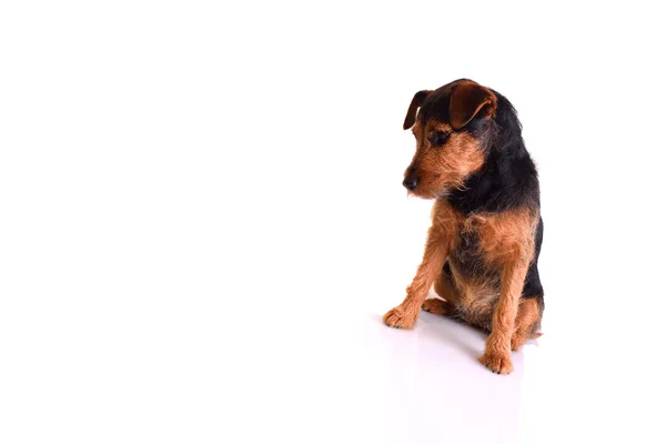 Smutný pes Stock Fotografie