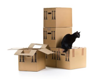 Kedi hareketli karton kutuları deste ile