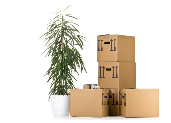 Pohyblivé karton krabice zásobník s rostlinou — Stock fotografie