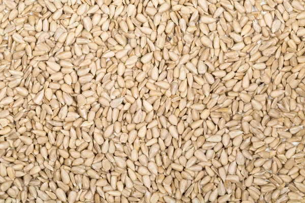 Полная рама семян подсолнечника — стоковое фото