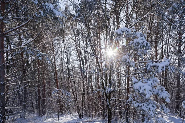 Snow and ice covered trees in the winter forest landscape with sun shining, winter season or christmas concept background