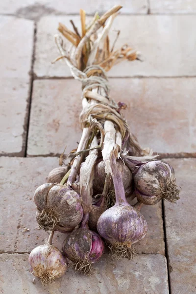 Ajo morado recién cosechado —  Fotos de Stock