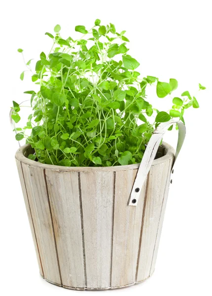 Marjoram in planting pot on white — Stock Photo, Image