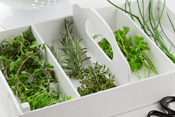 Freshly harvested kitchen herbs from the garden — Stock Photo, Image