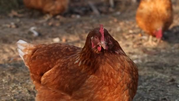 Domestic chickens — Stock Video