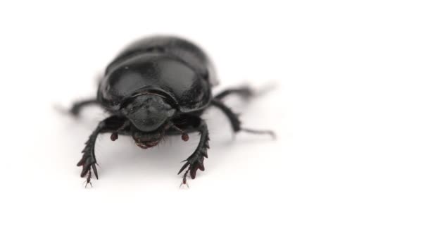Dung beetle (Geotrupes stercorarius) — Stockvideo