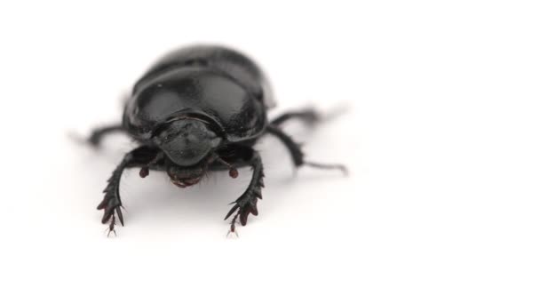 Dung beetle (Geotrupes stercorarius) — Stock Video