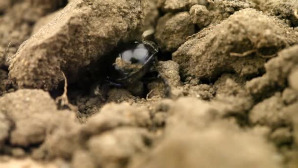 Escarabajo de estiércol (Geotrupes stercorarius) en el suelo — Vídeos de Stock