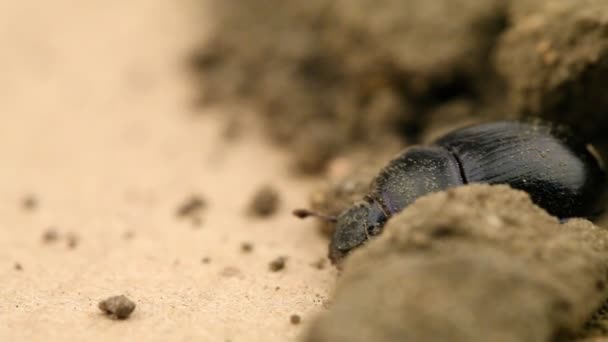 Escarabajo de estiércol (Geotrupes stercorarius) en el suelo — Vídeo de stock