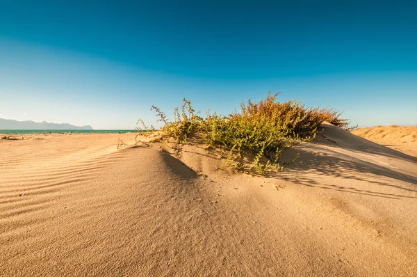 stock image Sand dunes on the coast of Sicily