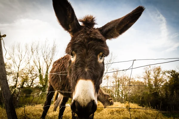 Burro no campo — Fotografia de Stock