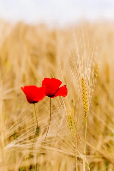 Un champ de blé avec des coquelicots fleurissant au début de l'été — Photo