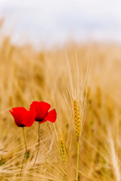 Ett vete fält med vallmo som blommar i början av sommaren — Stockfoto