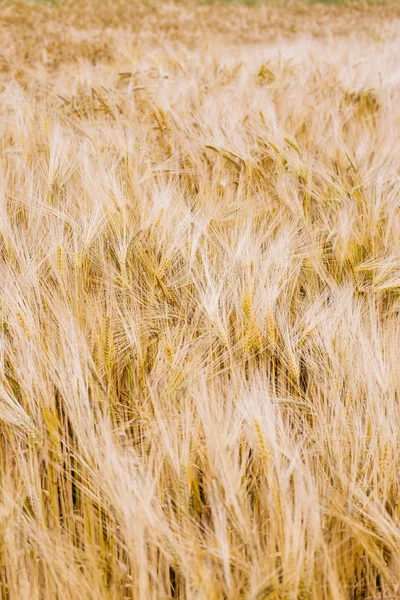 Ein Weizenfeld im Frühsommer — Stockfoto