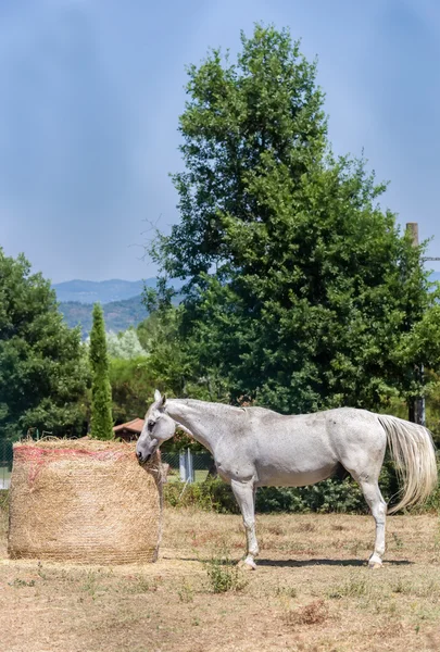 Un caballo come en una granja toscana — Foto de Stock