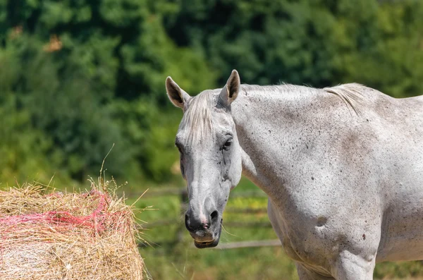 Un caballo come en una granja toscana — Foto de Stock