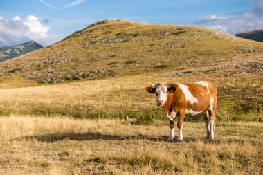 Abruzzo Campo Imperatore platosunda otlayan inekler (