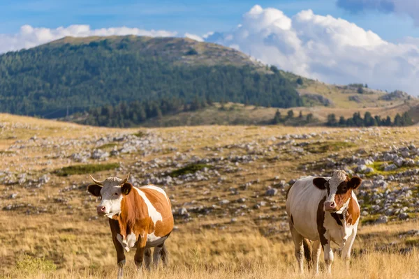 Vacas pastando en la meseta de Campo Imperatore en los Abruzos  ( — Foto de Stock