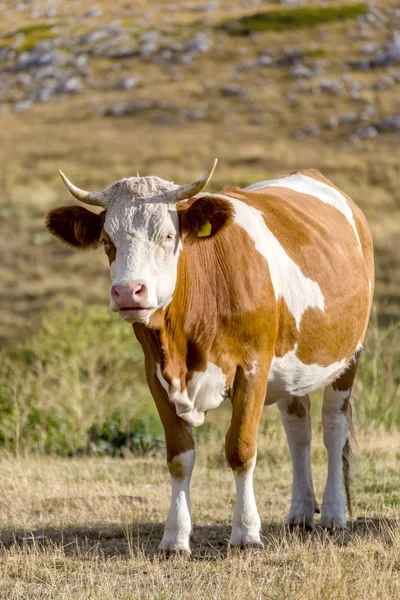 Kühe weiden auf der Hochebene von campo imperatore in den Abruzzen ( — Stockfoto