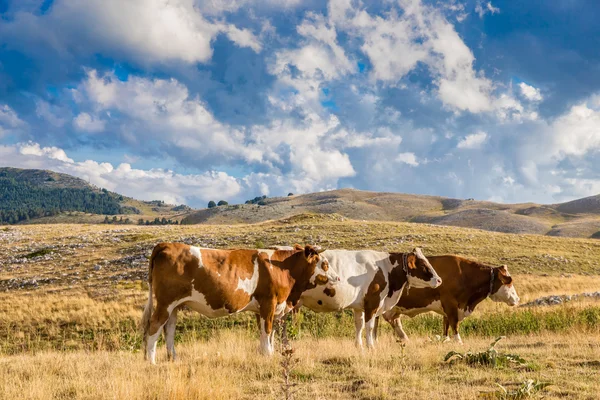 Krávy pasoucí se na planině Campo Imperatore v Abruzzo ( — Stock fotografie