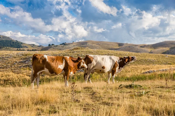 Krowy pasą się na płaskowyżu Campo Imperatore w Abruzji ( — Zdjęcie stockowe