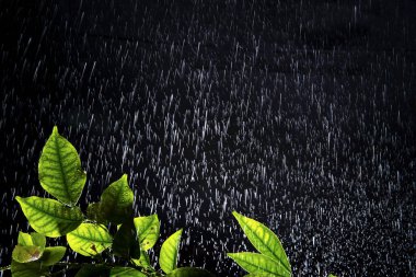 Taze yeşil yapraklara su damlaları veya yağmur mevsimi