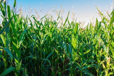 Yeşil mısır tarlaları.