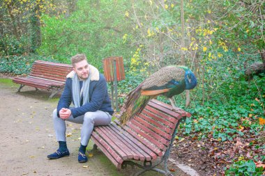 Bir tavus kuşunun yanındaki bankta oturan genç bir adam.