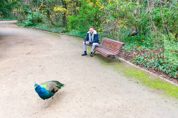 Young Man Park Looking Peacock — Stock Photo, Image