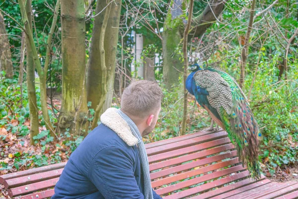 Young Man His Back Turned Park Bench Next Peacock — Stock Photo, Image