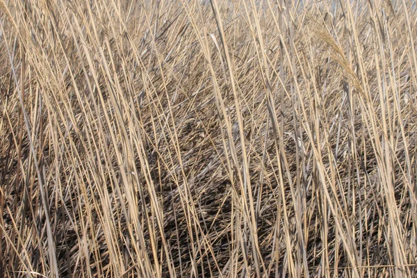 Eine Hintergrundstruktur Eines Feldes Das Mit Getreide Gesät Wurde — Stockfoto