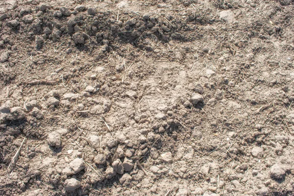 Una Textura Fondo Tierra Piedras Camino Arbusto — Foto de Stock