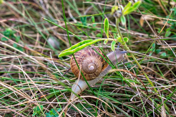 Közelkép Csigáról Fűben Eső Után — Stock Fotó