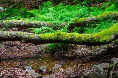 Yosun yolu tıkayan bir ağaç kütüğü.