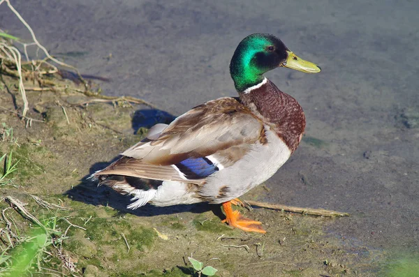 Blick Auf Eine Stockente Die Ufer Des Flusses Steht — Stockfoto