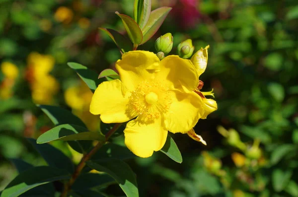 Uma Visão Detalhada Closeup Flor Amarela Fundo Embaçado — Fotografia de Stock