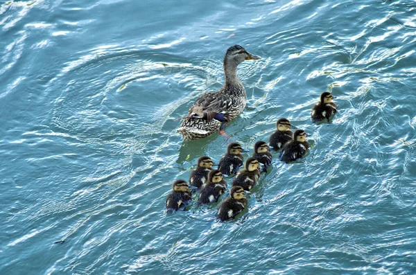 Una Madre Nadadora Pato Sus Pequeños Visto Desde Arriba — Foto de Stock
